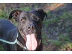 Adopt Bub 23 a Labrador Retriever / Great Dane / Mixed dog in Brookhaven