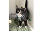 Adopt Evan a All Black Domestic Shorthair / Domestic Shorthair / Mixed cat in