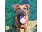 Adopt Hubble a Brown/Chocolate Hound (Unknown Type) / Mixed dog in San Marcos
