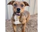 Adopt Boone a Brown/Chocolate Mixed Breed (Medium) / Mixed dog in Moab