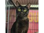Adopt Laika a All Black Domestic Shorthair / Mixed cat in Davenport