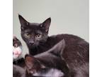 Adopt Caviar a All Black Domestic Shorthair / Mixed cat in Davenport