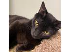 Adopt Sarah Tonin a All Black Domestic Shorthair / Mixed cat in Davenport