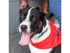 Adopt Narcissa a Black Husky / Mixed dog in Fernandina Beach, FL (39037915)