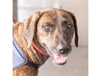 Adopt Shannon a Brindle Hound (Unknown Type) / Mixed dog in Fernandina Beach