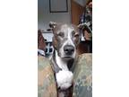 Adopt Rani a Brown/Chocolate - with White Mutt / American Pit Bull Terrier dog