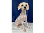 Adopt Wendy a White Mixed Breed (Medium) / Mixed dog in Houston, TX (38891993)