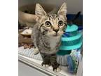 Adopt Cargo a Brown or Chocolate Domestic Shorthair / Domestic Shorthair / Mixed