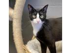 Adopt Augustine - Costa Mesa Location a White Domestic Shorthair / Mixed cat in