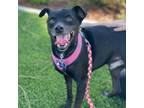 Adopt Lucky - City of Industry Location a Black Terrier (Unknown Type