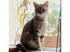 Adopt Apollo - City of Industry Location a Brown or Chocolate Domestic Shorthair