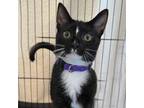 Adopt Sage - Costa Mesa Location a All Black Domestic Shorthair / Mixed cat in