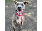 Adopt Vegas a Gray/Silver/Salt & Pepper - with Black Pit Bull Terrier / Mixed
