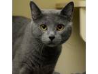 Adopt Dyson a Gray or Blue Domestic Shorthair / Mixed cat in Waynesboro