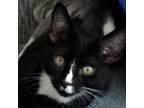 Adopt Pickles a All Black Domestic Shorthair / Mixed cat in Waynesboro