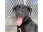 Adopt Mama Mias Garden - Herb a Black Great Dane / Mixed dog in Vail