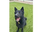 Adopt MILLIE a Black German Shepherd Dog / Mixed dog in Scottsdale