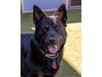 Adopt ROCKET a Black German Shepherd Dog / Mixed dog in Scottsdale