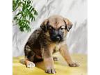 Adopt Mama Mias Garden - Rosemary a Tan/Yellow/Fawn Great Dane / Mixed dog in
