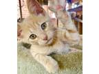 Adopt Amaretto a Orange or Red (Mostly) Domestic Shorthair (short coat) cat in
