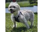 Adopt Little Buddy a White Shih Tzu / Poodle (Miniature) dog in Orlando