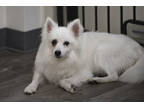 Adopt Margret a White American Eskimo Dog / Mixed dog in Colorado Springs