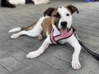 Adopt Scooty Scoot - CT Foster Home a American Pit Bull Terrier / Mixed dog in