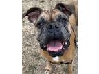 Adopt Lexi a Brown/Chocolate Boxer / Mixed dog in Burlington, WA (38927922)