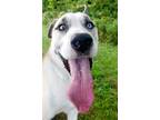 Adopt Romeo a White Mixed Breed (Large) / Mixed dog in Blackwood, NJ (38981833)