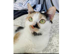 Adopt Maddie a White Domestic Shorthair / Domestic Shorthair / Mixed cat in Red