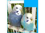 Adopt Pluto a Blue Parakeet - Other / Mixed bird in Seattle, WA (39043616)