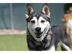 Adopt Sky a Black Alaskan Klee Kai / Mixed (short coat) dog in Colorado Springs