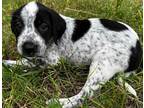 Adopt Rosie a Black - with White Springer Spaniel / Dachshund / Mixed dog in