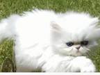 Doll Face Blue Eyed White Persians