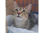 Adopt Bonnie Hopps (Chow Hound Jenison) a Gray or Blue Domestic Shorthair /