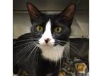 Adopt Rosie a Domestic Short Hair