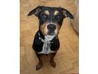 Adopt Zelda a Black Australian Cattle Dog / American Staffordshire Terrier /