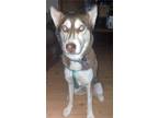 Adopt Maple a Red/Golden/Orange/Chestnut - with White Husky / Mixed dog in