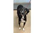 Adopt Oreo a Black Mixed Breed (Large) / Mixed dog in Chamblee, GA (38970088)