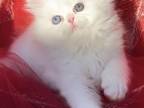 Beautiful Doll Face Odd Eyes White Male Available
