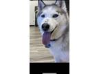Adopt Mila a Black - with White Husky / Mixed dog in Minneapolis, MN (39059927)