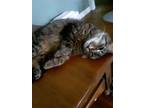 Adopt Tilly a Brown Tabby Maine Coon (long coat) cat in Adamsville