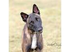 Adopt Max a Black Belgian Malinois / Mixed dog in Abilene, TX (39024585)