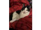 Adopt Yin Yang a Black & White or Tuxedo Domestic Mediumhair (medium coat) cat