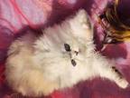 Beautiful Golden Shaded Dollface Persian