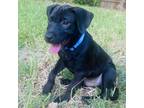 Adopt Honey Cake a Black Labrador Retriever / Mixed dog in Austin, TX (39036707)