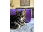 Adopt Cletus a Brown Tabby Tabby / Mixed (medium coat) cat in Lompoc