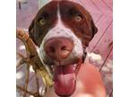 Adopt DALLAS a White - with Brown or Chocolate English Pointer / Mixed dog in