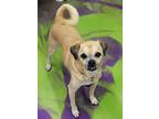 Adopt Max a Tan/Yellow/Fawn Pug / Mixed dog in Anna, IL (38977742)