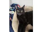 Adopt Sonic a All Black Domestic Shorthair cat in Bolivar, MO (39054810)